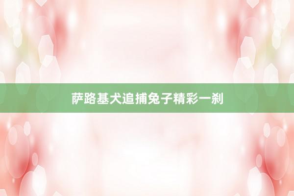 萨路基犬追捕兔子精彩一刹